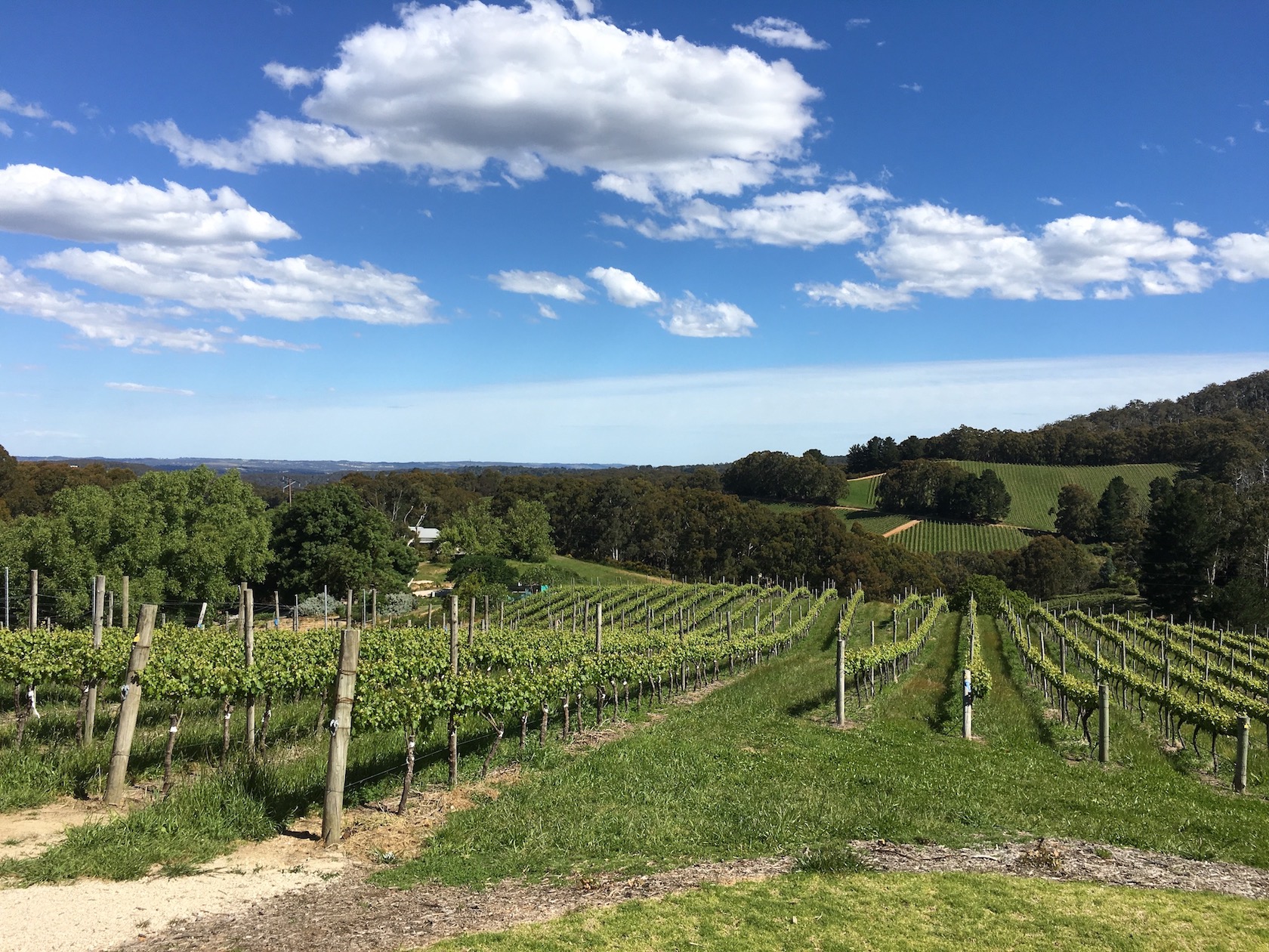 Barossa Vineyards