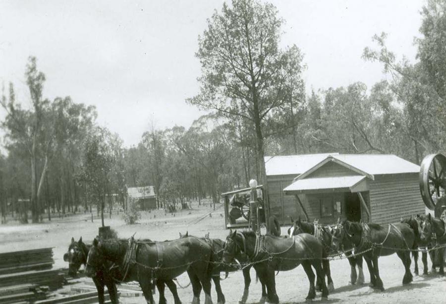 Wombo Sawmill Conservation Management Plan, Pilliga West State Conservation Area.